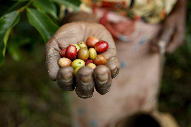 Coffee Pickers in Timor-Leste